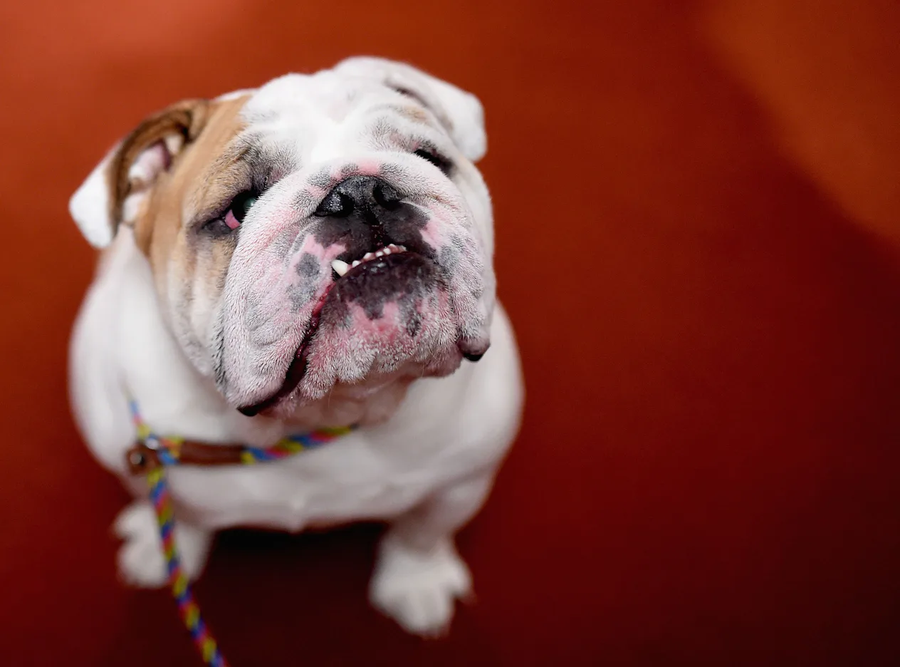 10 Popular Rescue Breeds That Want to Love You Forever