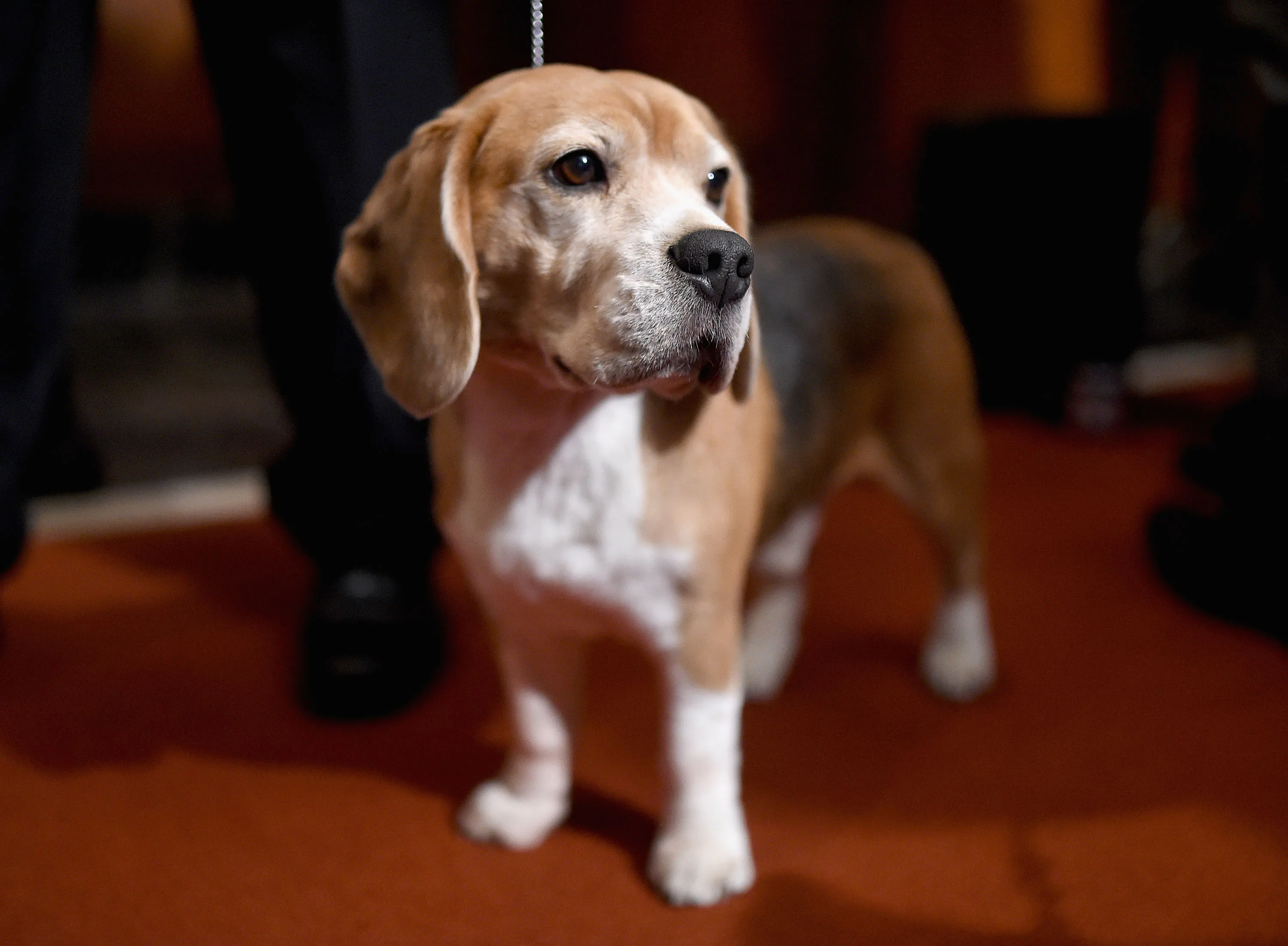 10 Popular Rescue Breeds That Want to Love You Forever