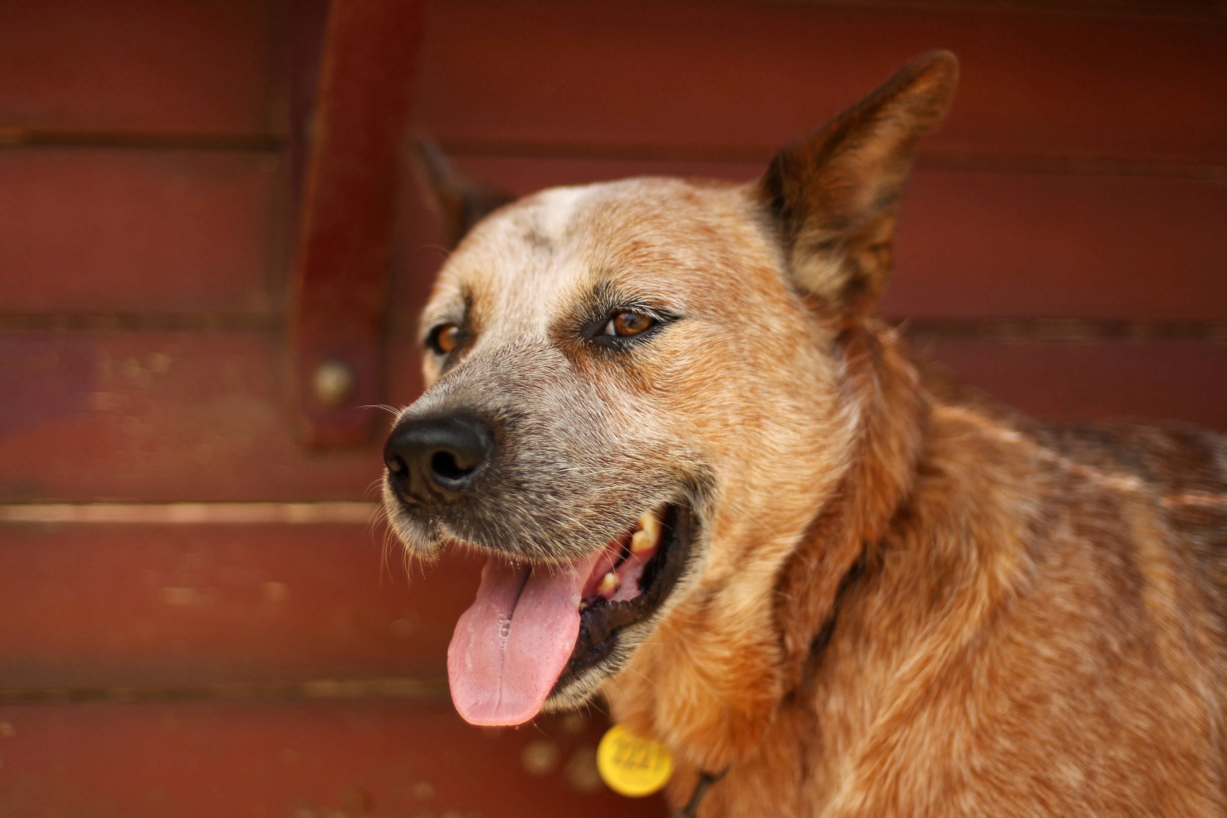 10 Popular Rescue Breeds That Want to Love You Forever