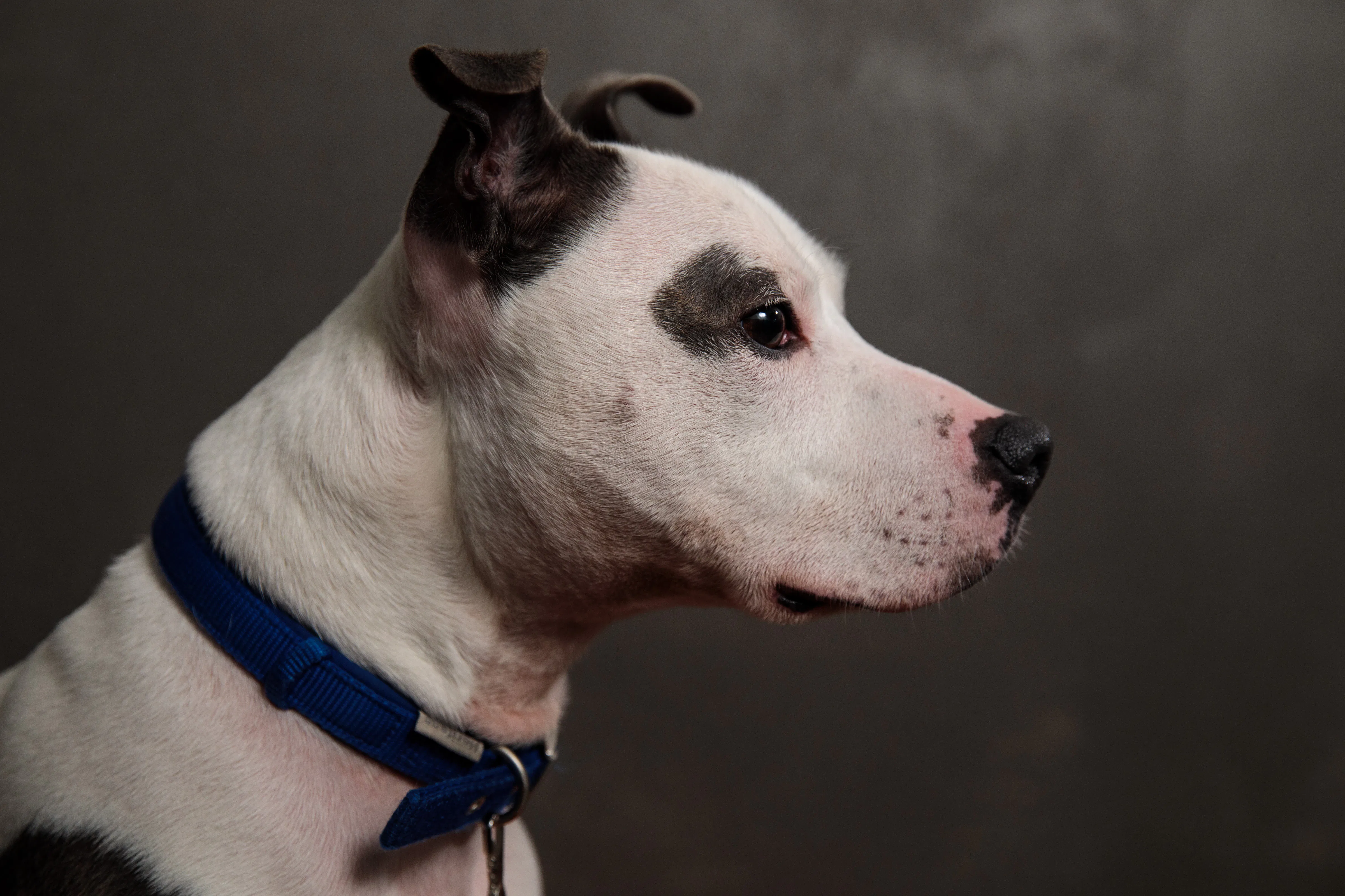 10 Popular Rescue Breeds That Want to Love You Forever