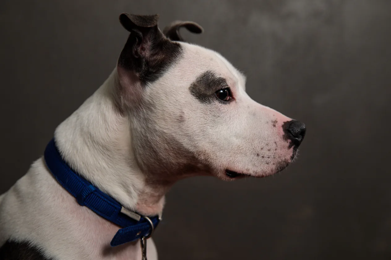 Common Rescue Dogs 10 Popular Rescue Breeds That Want to Love You Forever