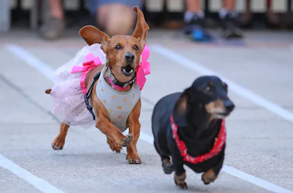 10 Popular Rescue Breeds That Want to Love You Forever