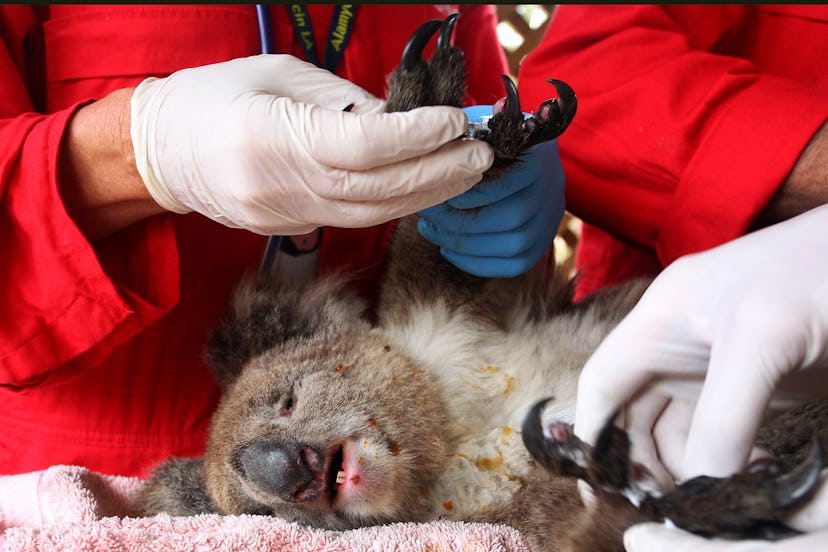A koala saved from bushfires is treated. The bushfires are estimated to have killed one billion anim...