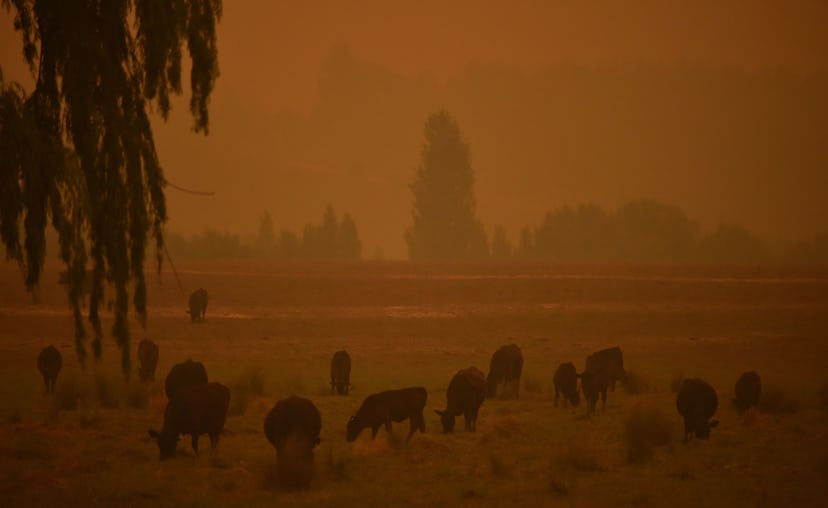 Animals graze in bushfire smoke. There are valuable lessons for other countries from the bushfire cr...