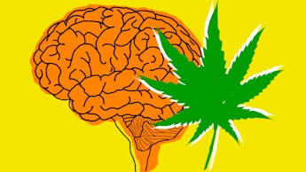Orange brain next to cannabis leaf.