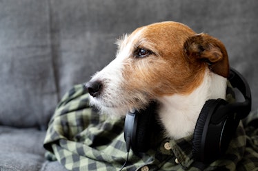 Spotify's New Pet Playlists are perfect for your pup, so get ready to start creating.