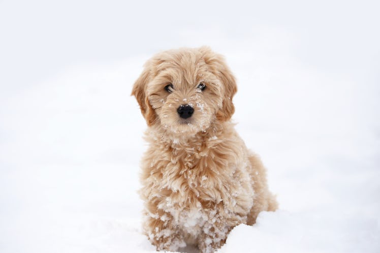 These photos of puppies playing in the snow will brighten your day.