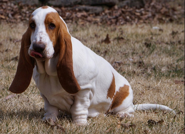 Bassett hounds are very low energy pups, according to experts.