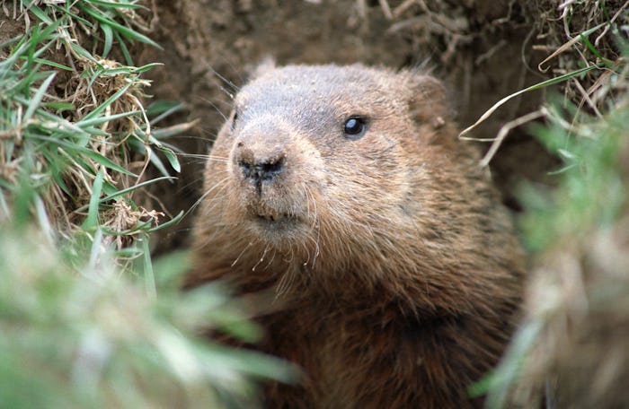 a groundhog