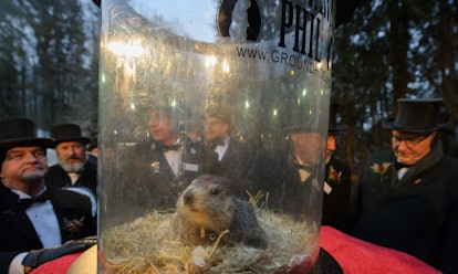 PETA apparently wants Groundhog Day to be run by robot groundhogs.