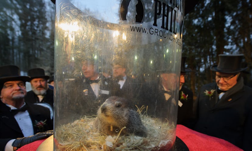 PETA apparently wants Groundhog Day to be run by robot groundhogs.