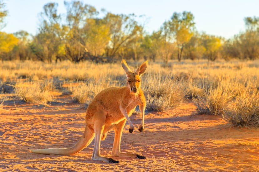 A kangaroo stands still, facing the camera. Donating to local relief organizations in Australia can ...