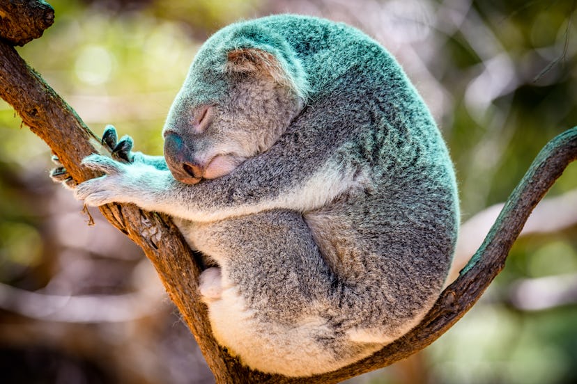 A koala curls up and sleeps in a tree. Over 8,000 koalas have been killed in the Australian bushfire...