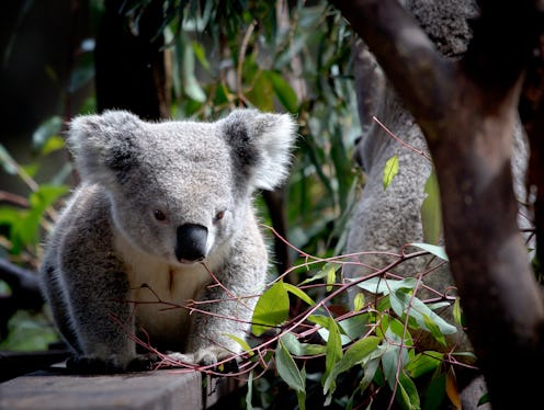 A koala stands on a ledge in a tree top. Nearly 500,000 animals have been killed in Australian wildf...