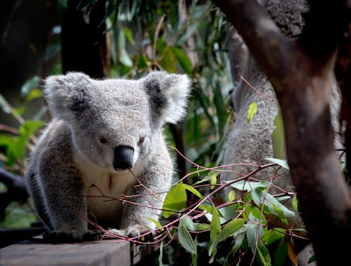 A koala stands on a ledge in a tree top. Nearly 500,000 animals have been killed in Australian wildf...