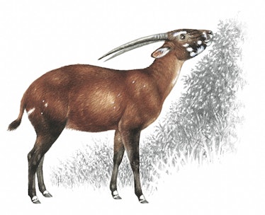 drawing of a saola eating a bush