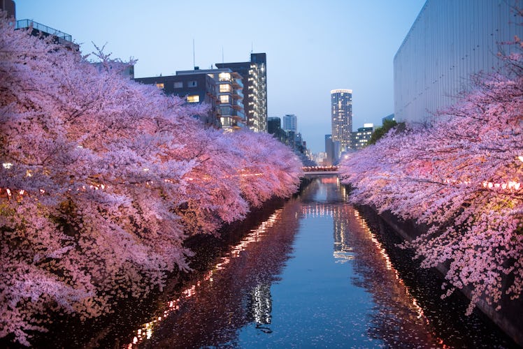 The streets of Meguro in Tokyo, Japan are illuminated with pink cherry blossom trees and small skysc...