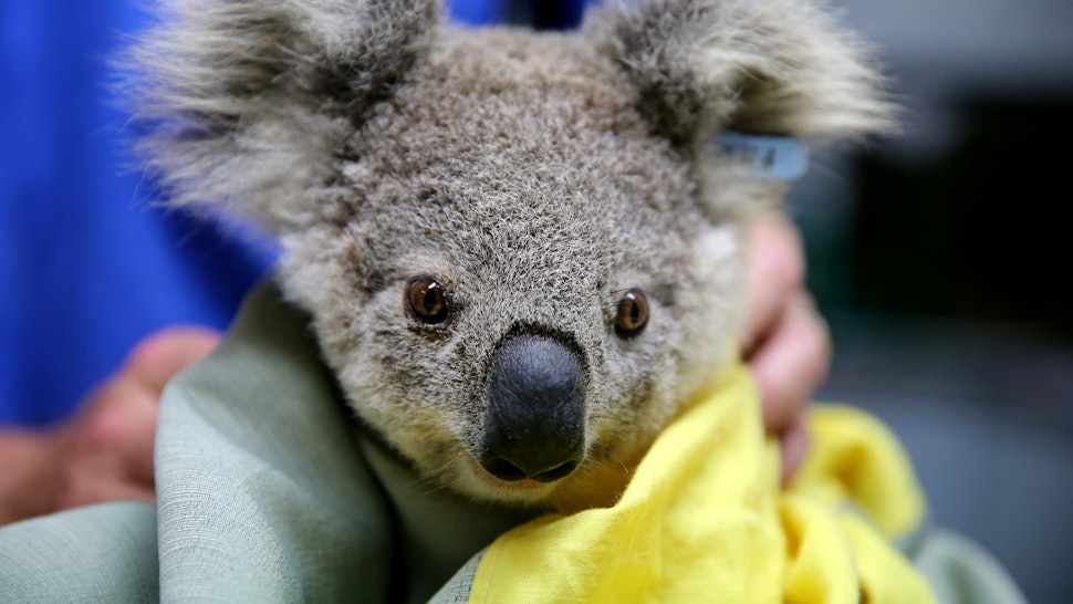How To Help Save Australia S Koalas After Thousands Died In