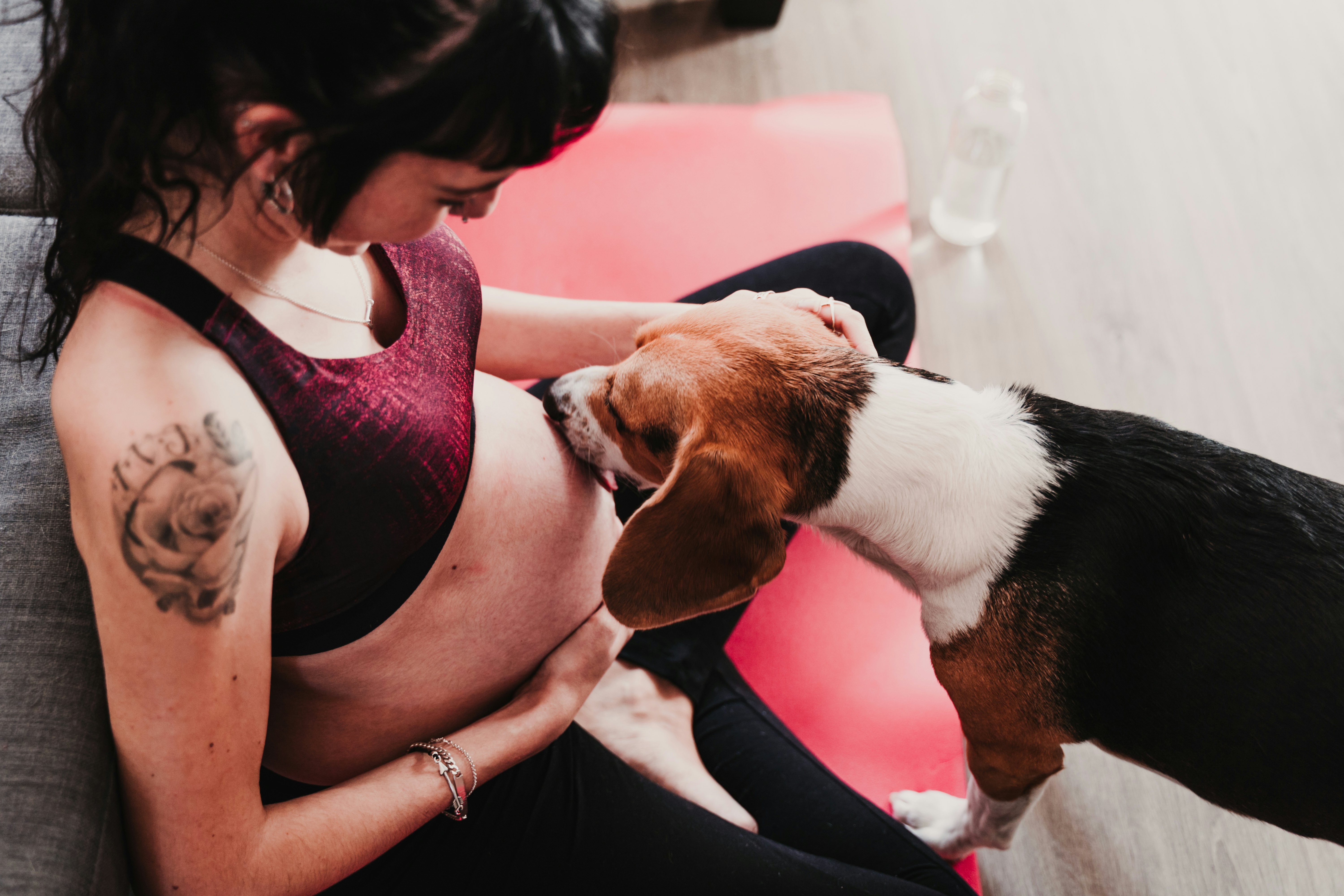 Do dogs get clingy when sales your pregnant