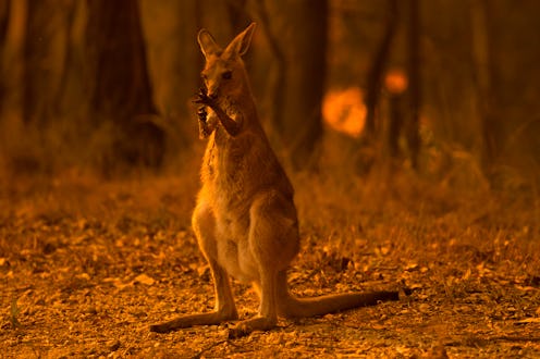 Here's how to help kangaroos impacted by the Australia bushfires.
