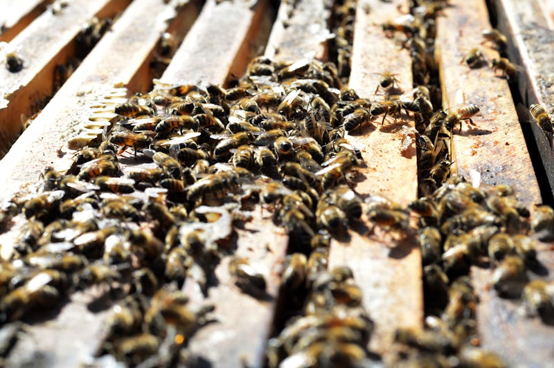 Does Almond Milk Kill Bees?