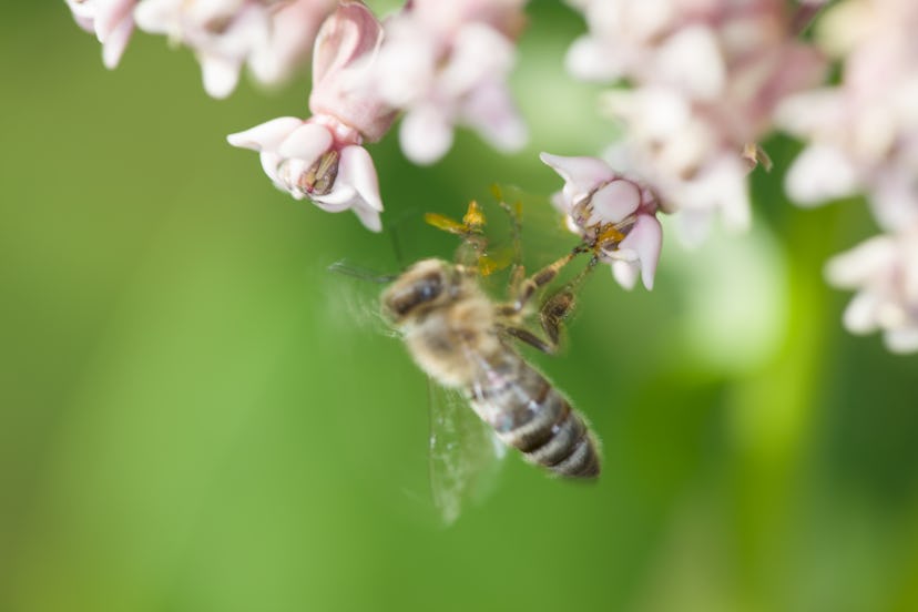 A bee pollinates a flower against a green background. You might want to avoid ordering almond milk t...