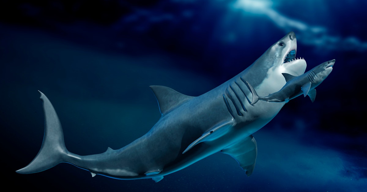 Ancient Megalodon teeth reveal the terrifying shark was in a league of