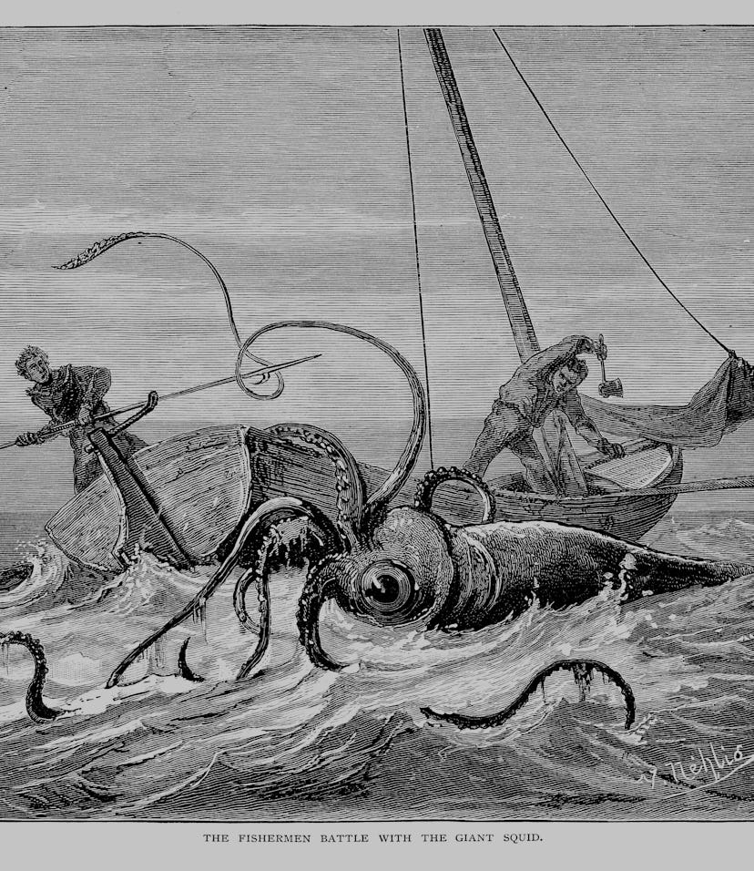 Illustration of a giant squid.