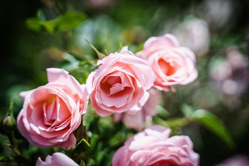 flowers, nature