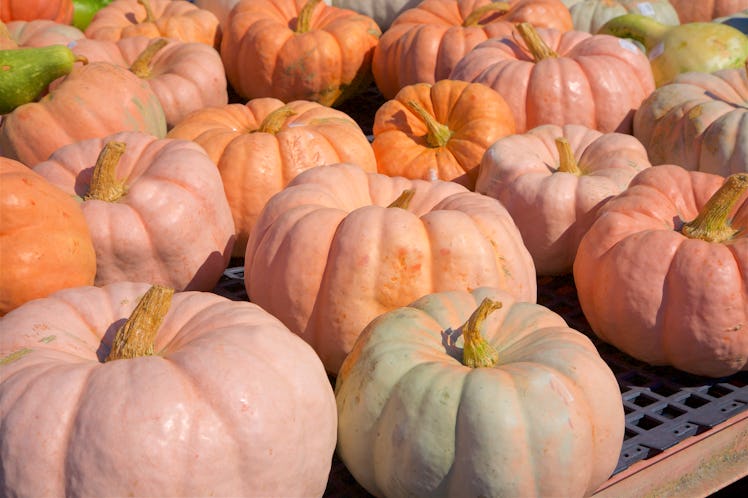 A group of pink pumpkins is on the back of a truck.