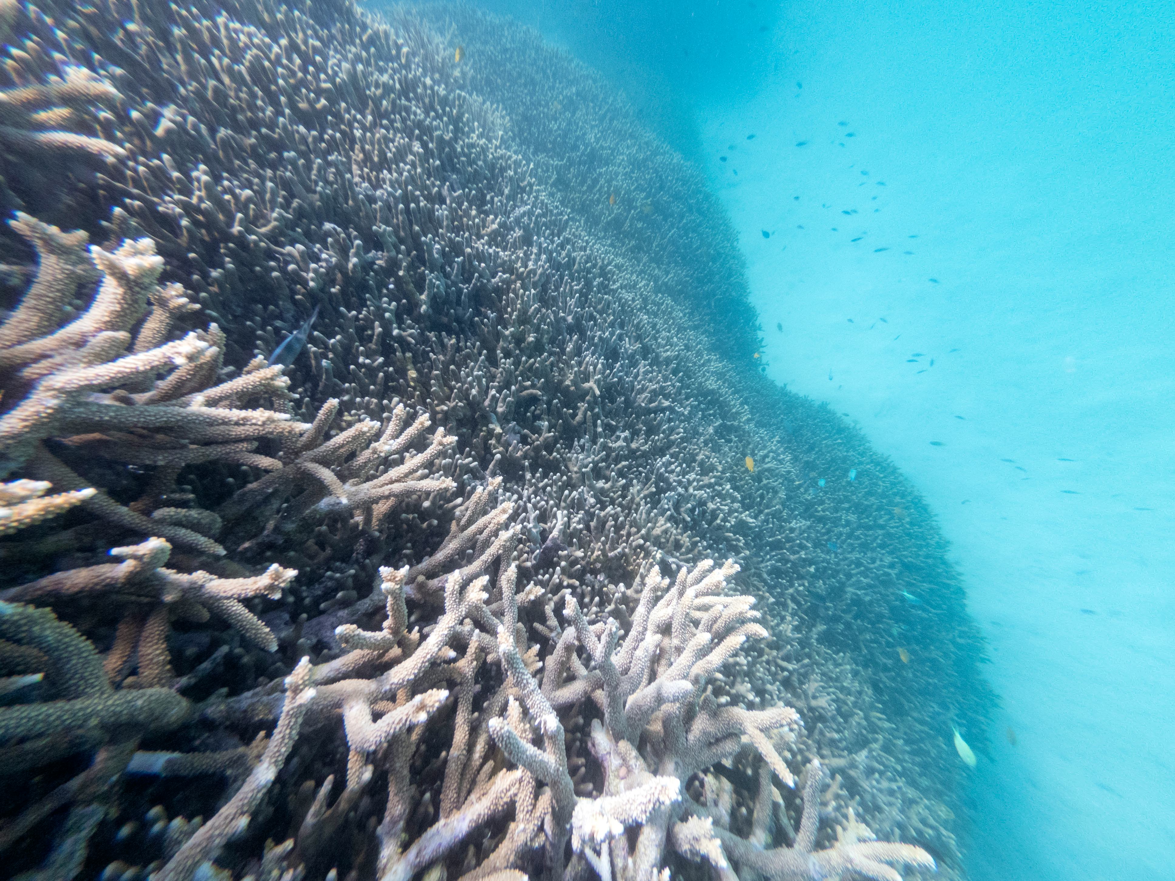 The Great Barrier Reef's Corals Are Dying At An Unprecedented Rate