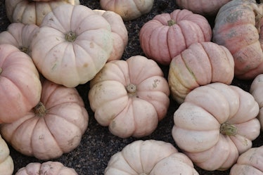Pastel pumpkins sit in a pile at a farm, ready for captions for pastel pumpkins to share on Instagra...