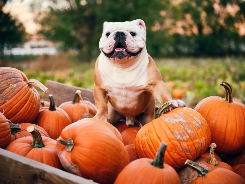 These Pumpkin Zoom Backgrounds Will Make Your Next Video Call Fall AF