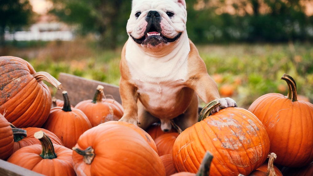 Thanksgiving 2020 Zoom Background 52 Funny Zoom Backgrounds To Try Rn Because We All Need A Laugh In 2020 Carpool Karaoke Funny Laugh