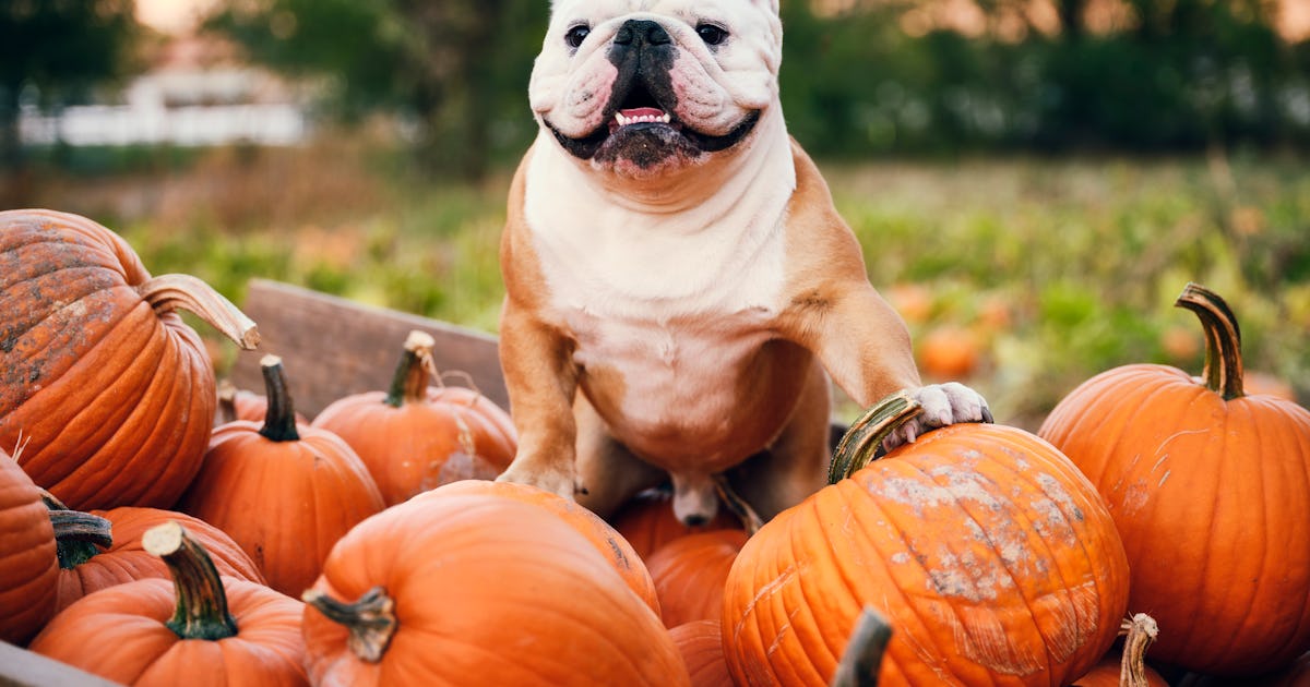 These Pumpkin Zoom Backgrounds Will Make Your Next Video Call Fall AF
