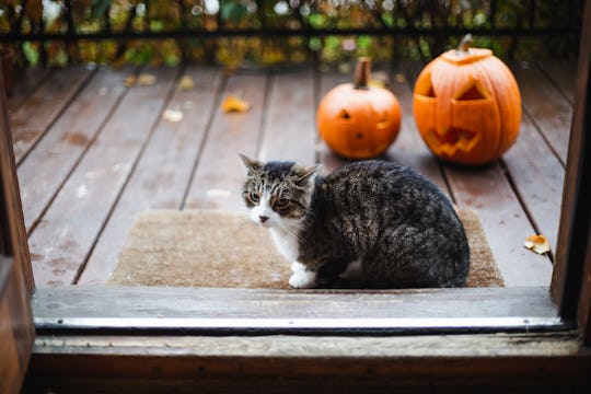 cat and jack o'lanterns on porch