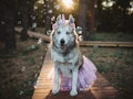 A husky dressed up in a unicorn costume sits on a boardwalk in the woods and poses for a picture. 
