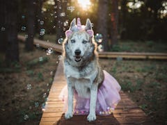 A husky dressed up in a unicorn costume sits on a boardwalk in the woods and poses for a picture. 