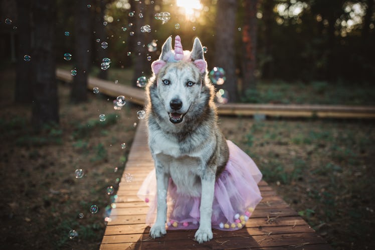 A husky dressed up in a unicorn costume sits on a boardwalk in the woods and poses for a picture.