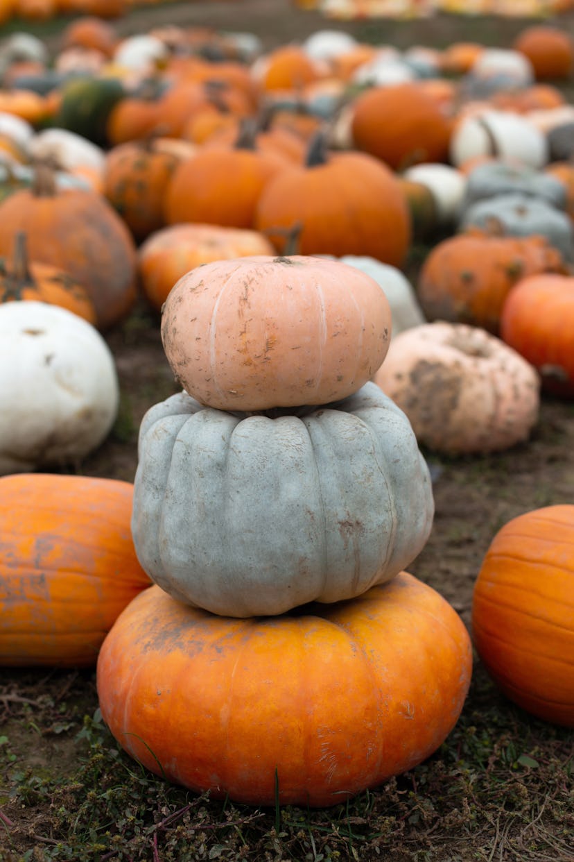 A pumpkin patch. Eating seasonal foods is a historic tradition. 