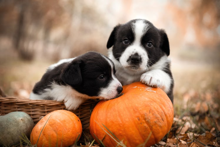 Two puppies pose on some pumpkins in a yard that's covered with leaves in the fall.