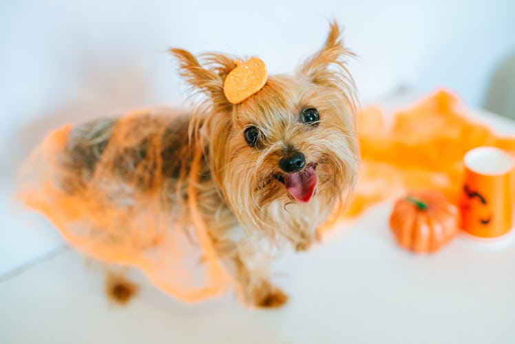 A puppy dressed like a pumpkin stands next to some Halloween decorations.