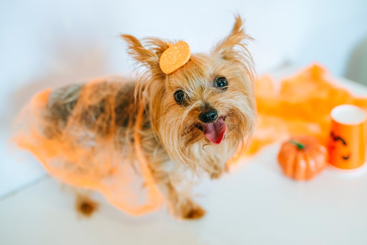 A puppy dressed like a pumpkin stands next to some Halloween decorations. 