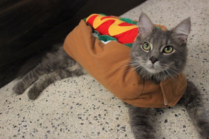 A cat dressed up like a hot dog for halloween sits on the floor. 