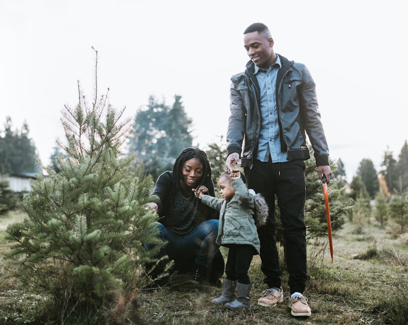 Experts say the best time to pick out a Christmas tree is late November.