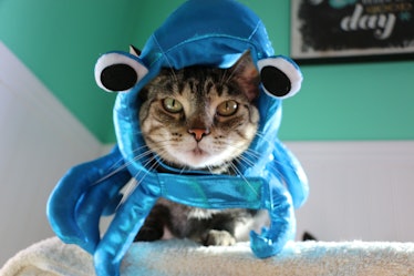 A cat dressed up like an octopus for Halloween sits on a cat tree. 