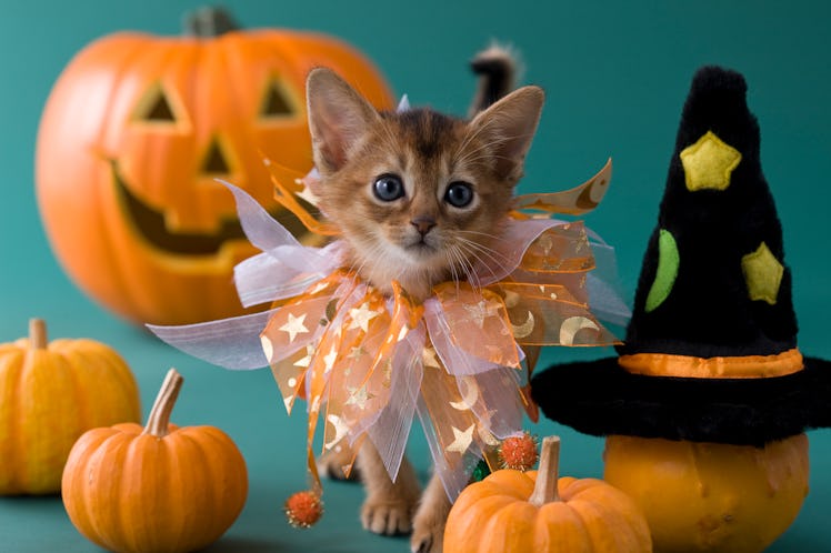 A kitten wearing a Halloween costume stands next to some mini pumpkins.