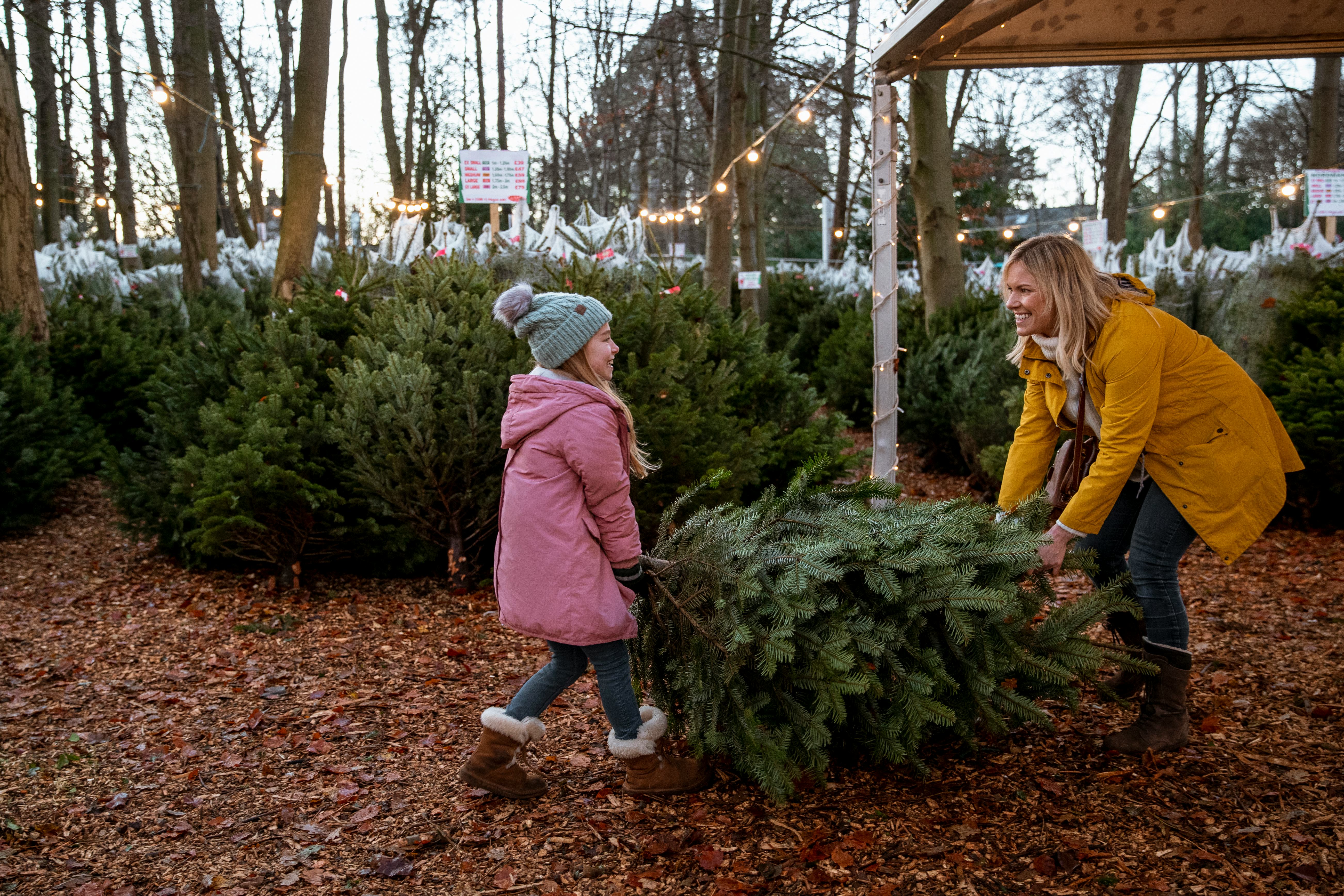 When To Get A Real Christmas Tree, According To Experts