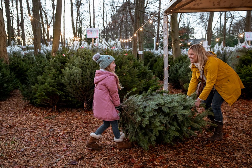 The best time to pick out a Christmas tree is right around Thanksgiving, experts say.