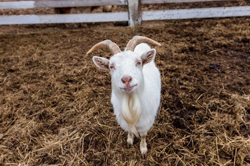 goat, animal